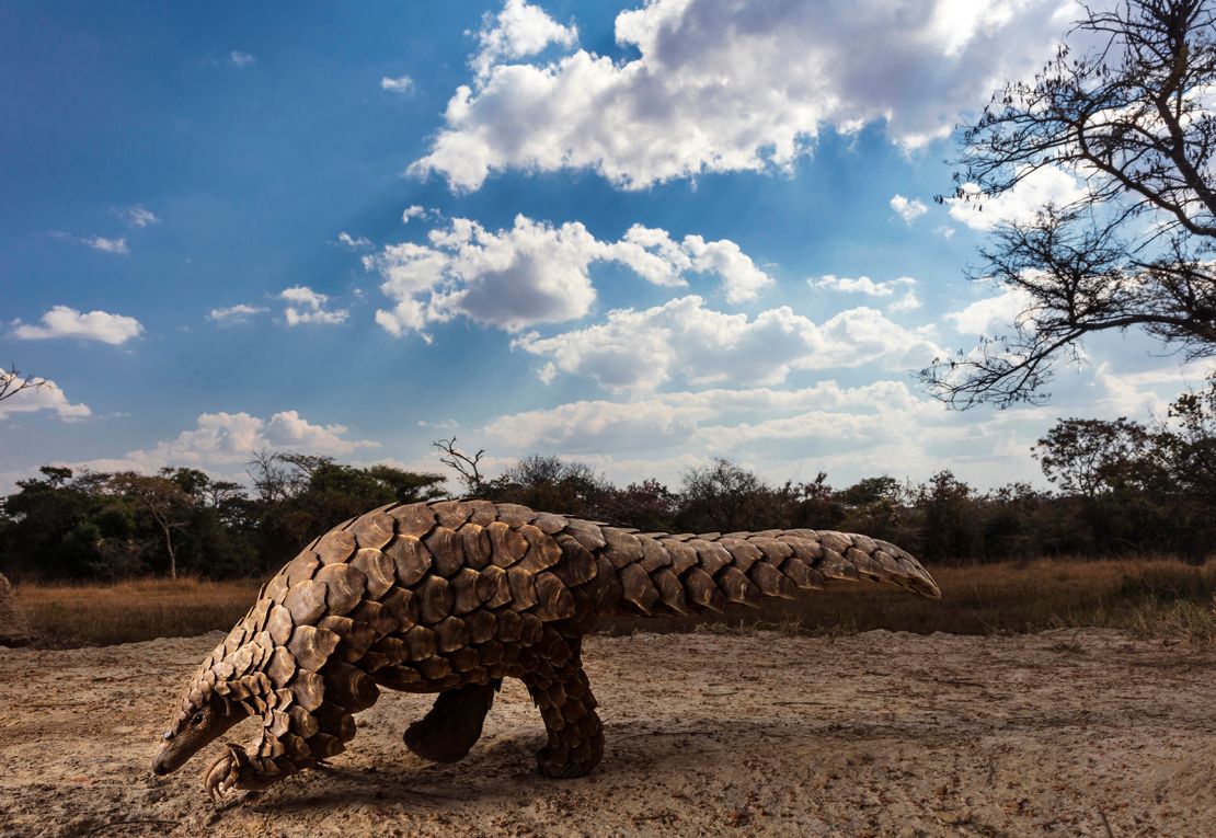 This image by Brent Stirton shows a pangolin, the world's most illegally trafficked mammal.