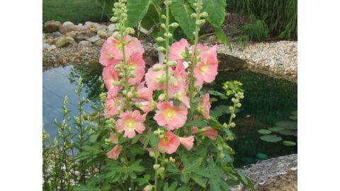 Hollyhocks