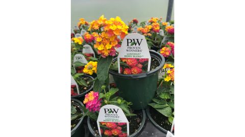 Lantanas