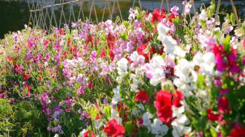 Sweet Peas