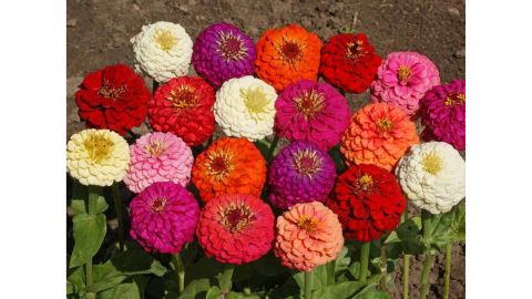 Zinnias