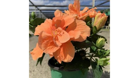 Tropical Hibiscus
