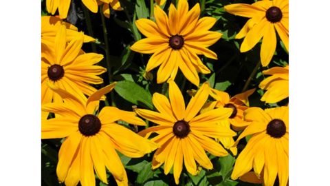 Black-Eyed Susans