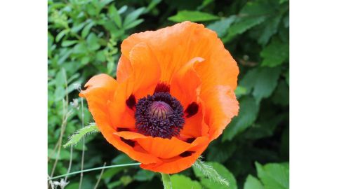 Poppies