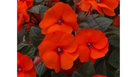Sunpatiens