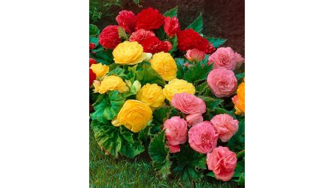 Begonias