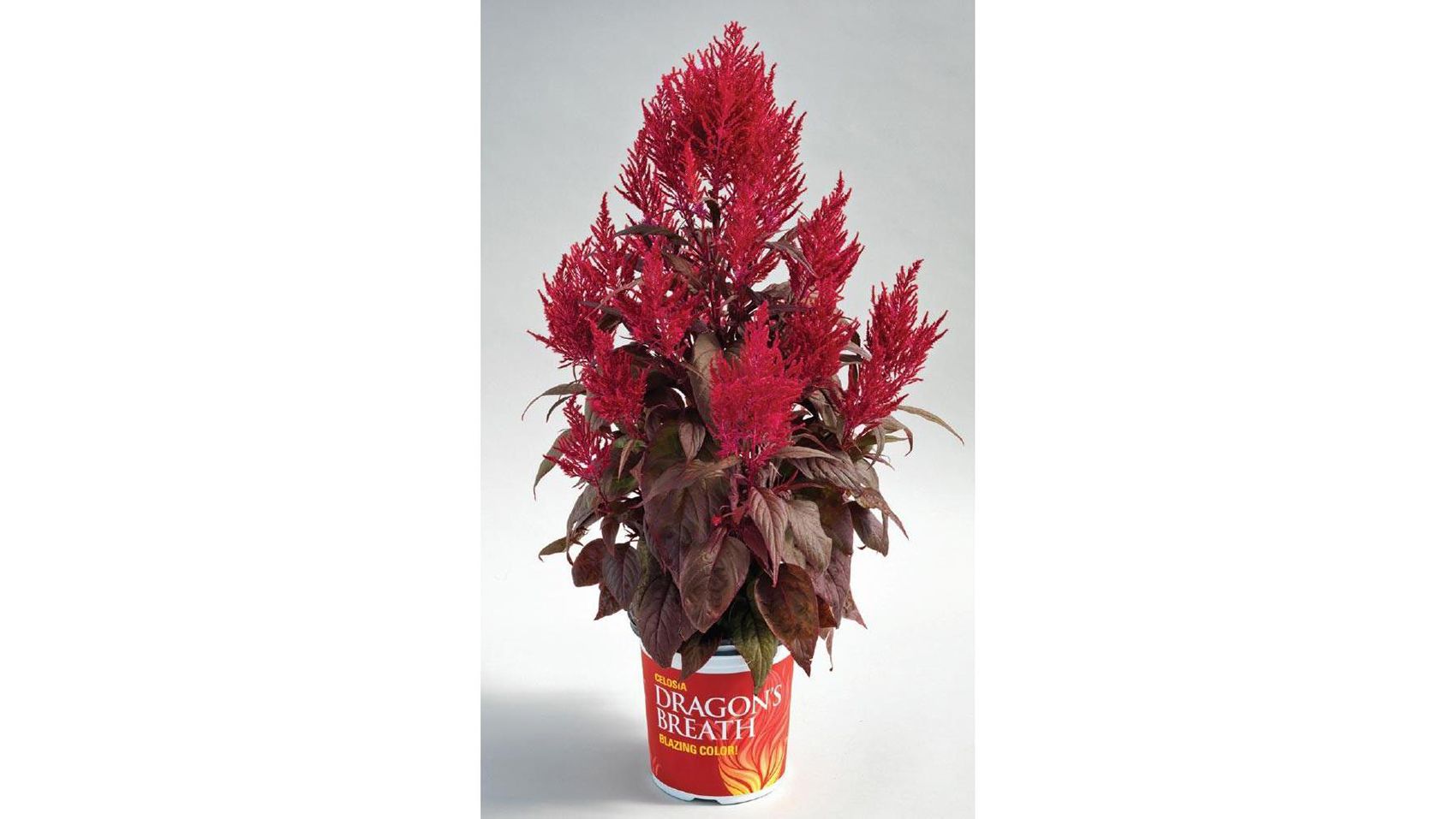 Easy Flowers To Grow Sunpatiens Petunias And More Cnn Underscored