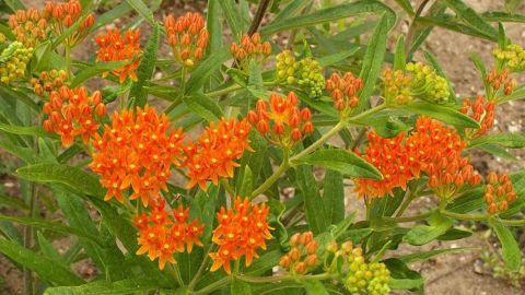 Butterfly Weed
