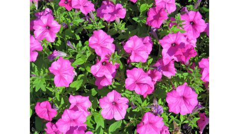 Petunias