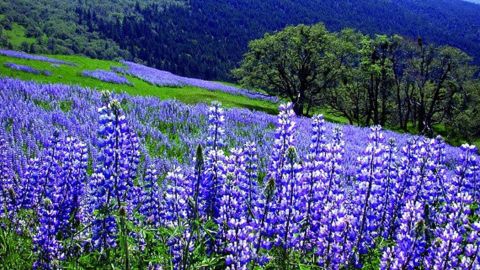 Lupines