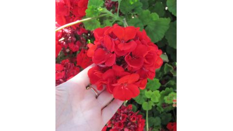 Calliope Big Red Geraniums