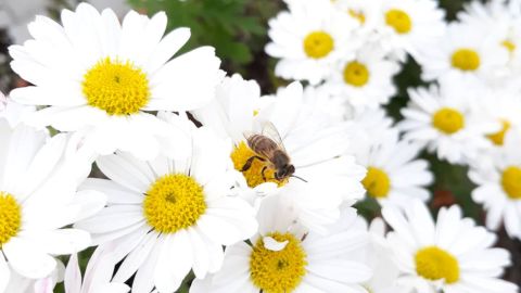 Shasta Daisies