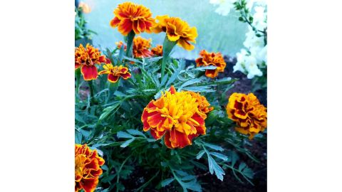 Marigolds