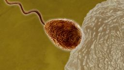 E0B55B Sperm fertilizing egg cell