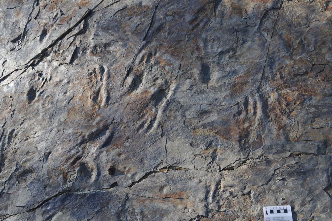 The footprints were up to 24 centimeters in length. 