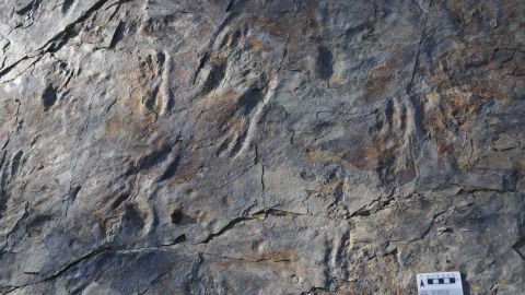 The footprints were up to 24 centimeters in length. 