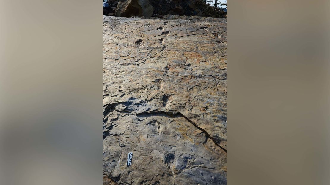 The footprints of the ancient crocodile at the Sacheon Jahye-ri site in South Korea.