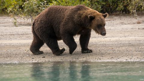 A new federal rule will make it easier to hunt bears, wolves on ...