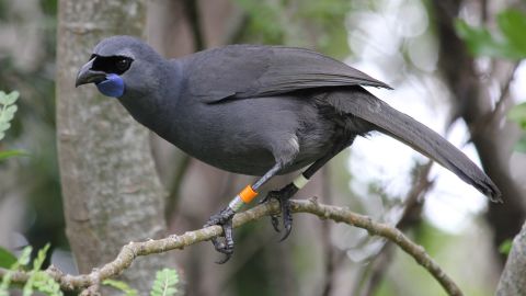 A Kokako -- a New Zealand native  bird -- in Tiritiri Matangi Island Wildlife Sanctuary.