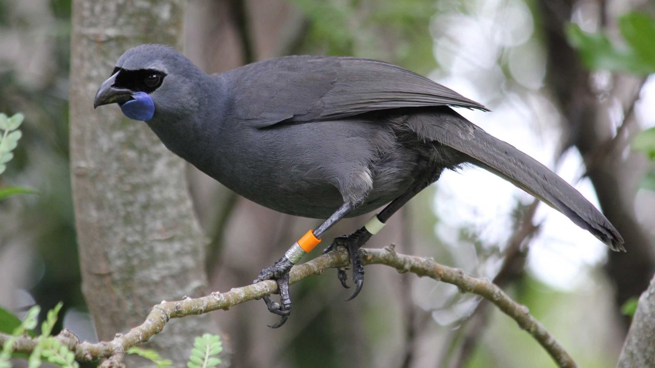A Kokako -- a New Zealand native  bird -- in Tiritiri Matangi Island Wildlife Sanctuary.