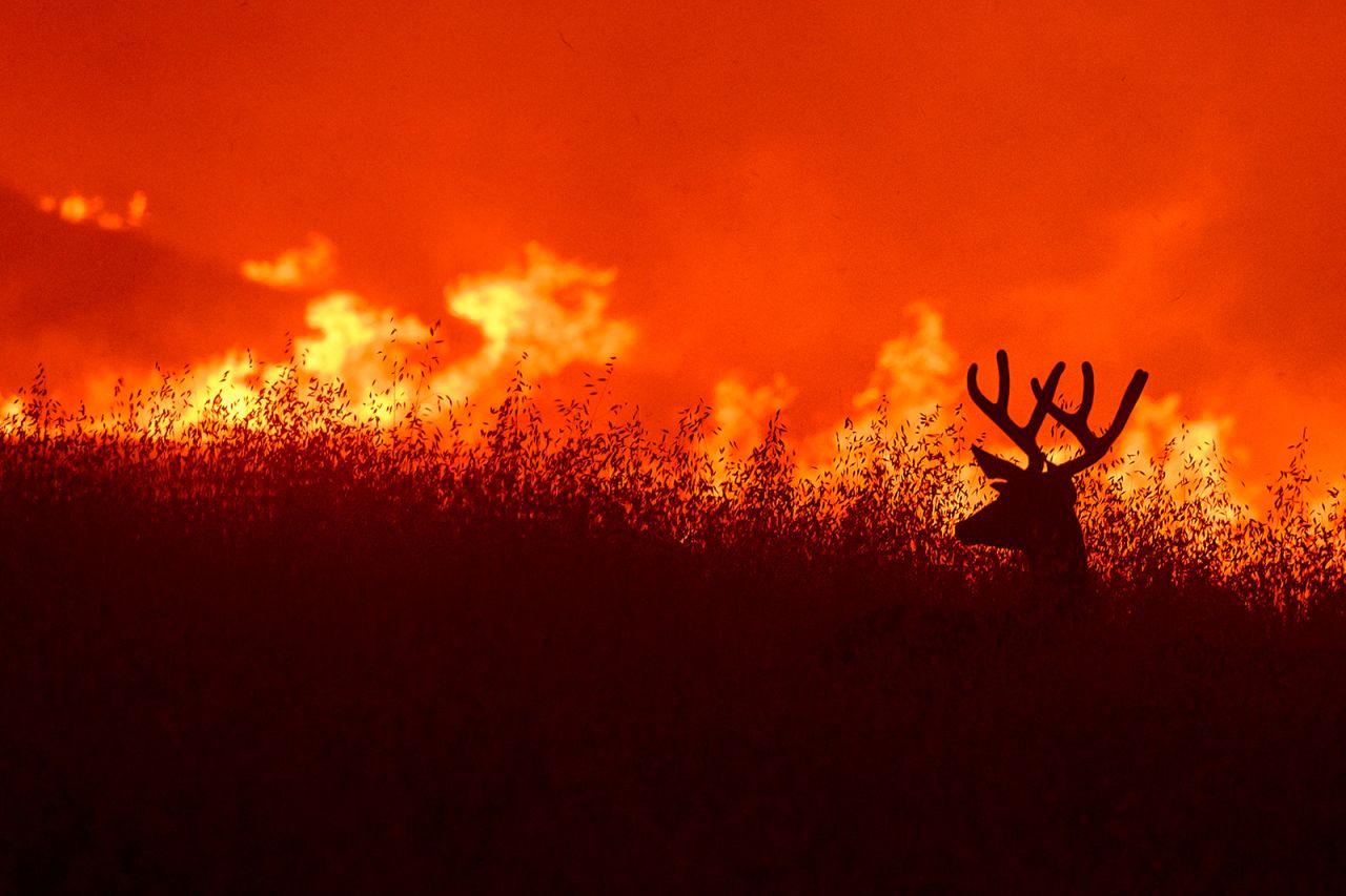 A deer flees flames as the Quail Fire burns near Winters, California, on Saturday, June 6.