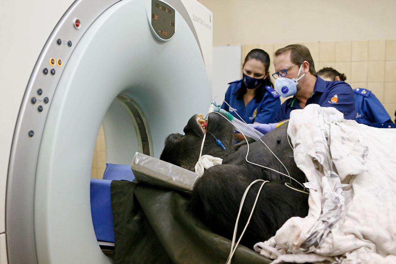 Makokou, a 35-year-old gorilla from the Johannesburg Zoo, is prepared for a CT scan in Pretoria, South Africa, on Saturday, June 6. Veterinarians <a href="https://www.the-sun.com/news/947396/gorilla-hospital-airlifted-ct-scan/" target="_blank" target="_blank">wanted to examine abnormal growths on his nose.</a>