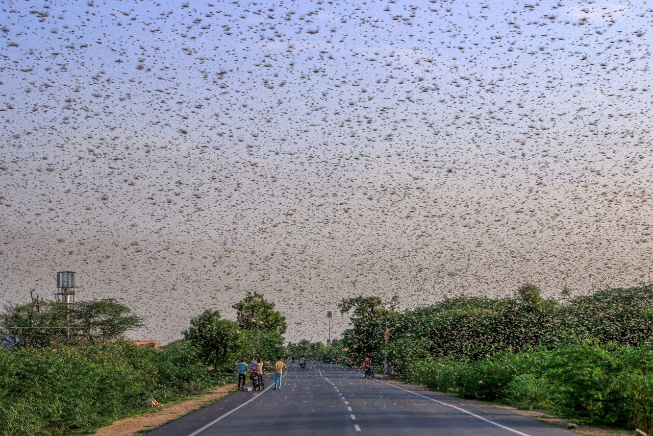 Locusts are seen in the Indian village of Mangliyawas on Saturday, June 6. India is dealing with <a href="https://www.cnn.com/2020/06/02/asia/india-desert-locust-swarm-intl-hnk/index.html" target="_blank">its worst locust swarm in almost 30 years.</a>