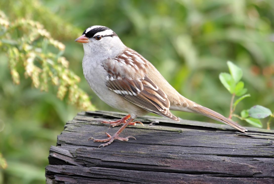An adult white-crowned sparrow on a log. 