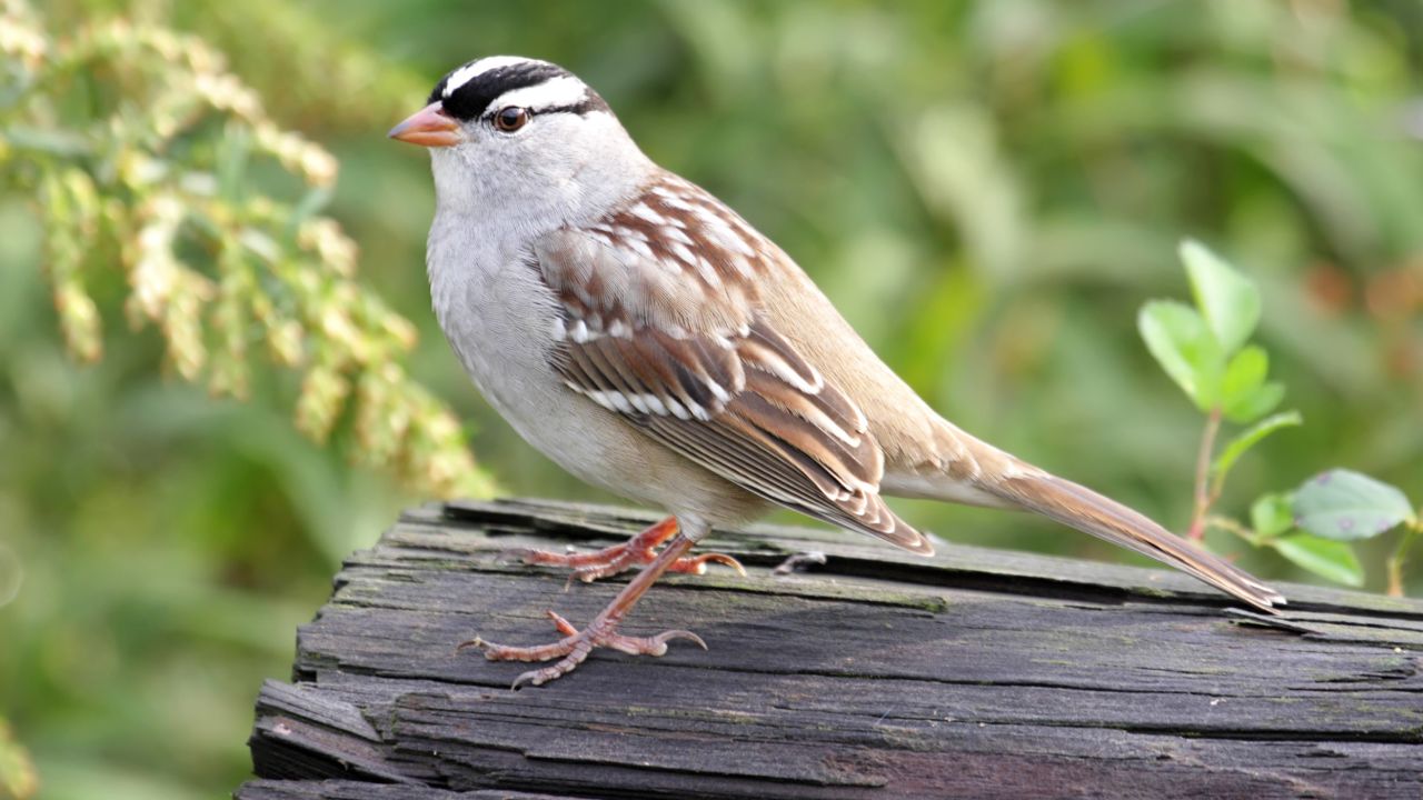 An adult white-crowned sparrow on a log.