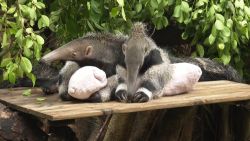 giant anteaters twins china zoo