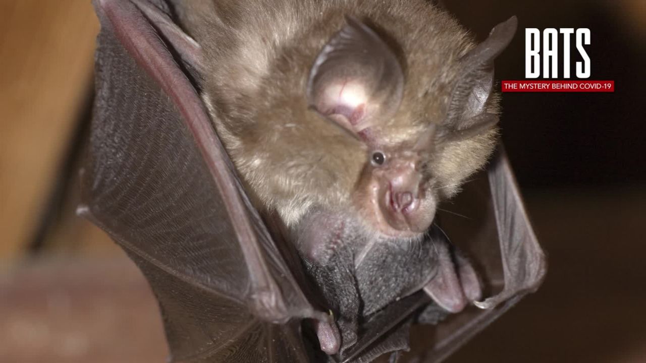 bats covid coronavirus cnn special report_00003718.jpg