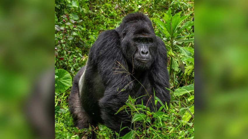 Uganda Wildlife Authority have arrested four people over the death of Rafiki, the Silverback of Nkuringo Gorilla group in Bwindi Impenetrable National Park. They will be prosecuted in the courts of law.