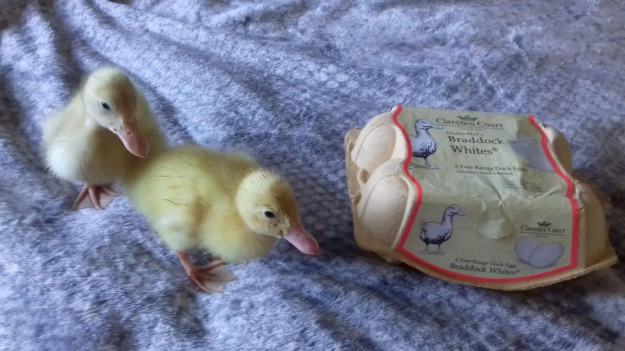 Charli Lello, 29, hatched three ducklings from a box of eggs she bought at Waitrose supermarket in the UK.