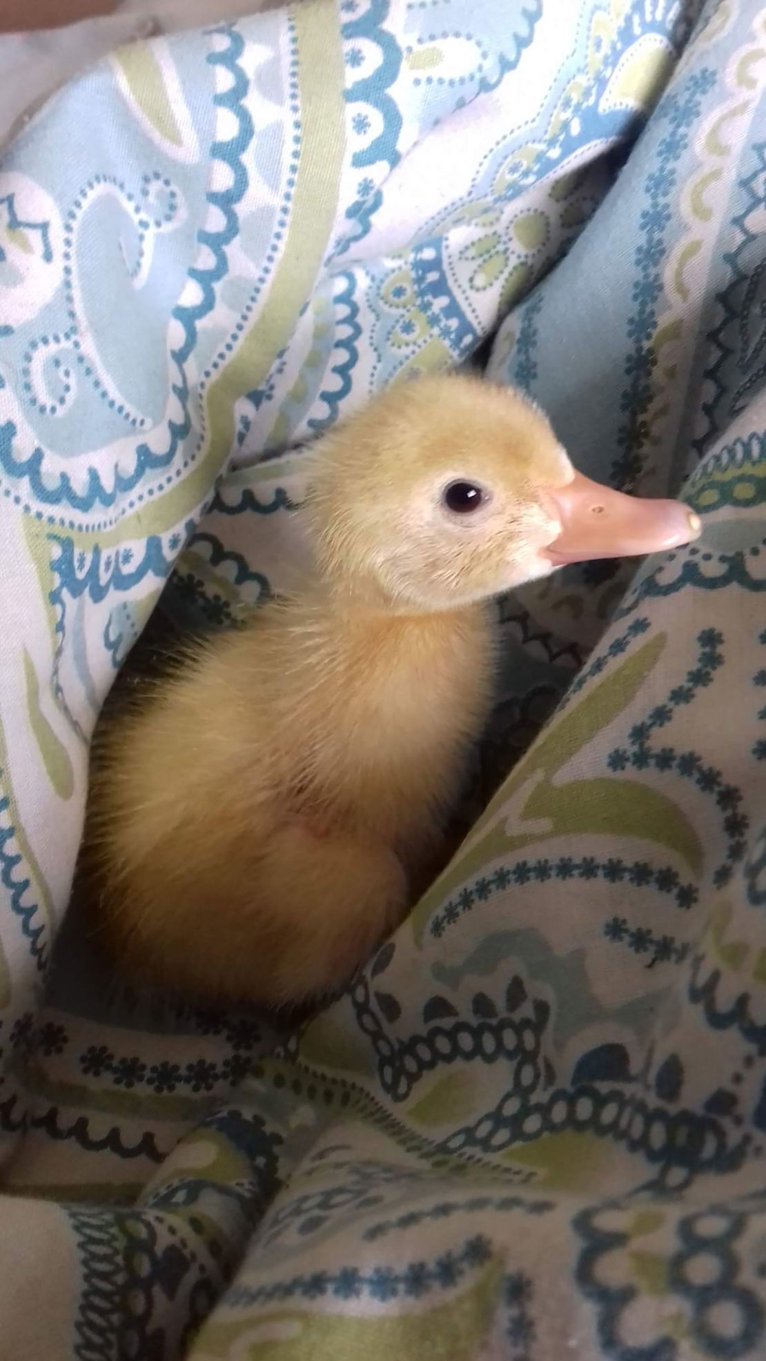 Lello said seeing the ducklings hatch was "a great feeling" but she urged people to do their research if they were hoping to do the same.