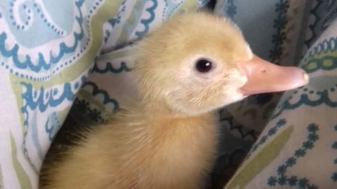 Lello said seeing the ducklings hatch was "a great feeling" but she urged people to do their research if they were hoping to do the same.