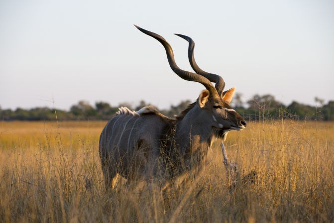 Also known as the spiral-horned antelope, kudu have long been hunted by humans for their intricate corkscrew horns. They prefer the tree-covered bush of the northern Kalahari, as open plains leave them vulnerable to predators like cheetahs, hyenas, and hunting dogs. Their white-striped coat helps them to camouflage in the bush, while they enjoy shade from the midday sun. 