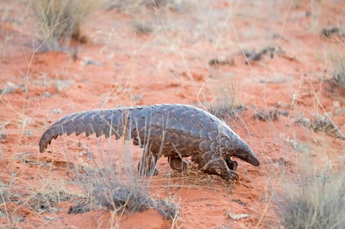 The cape pangolin, also known as Temminck's pangolin or the ground pangolin, forages for ants and termites among the red sand of the Kalahari Desert. This nocturnal creature is the world's only mammal clad entirely in scales, which are designed to protect the animal from predators when it rolls into a ball. Although they are made from keratin -- the same substance found in human hair and nails -- pangolin scales have been in high demand for use in traditional Chinese medicine (TCM), threatening the <a href="https://www.iucnredlist.org/species/12765/123585768" target="_blank" target="_blank">pangolin's future. </a>