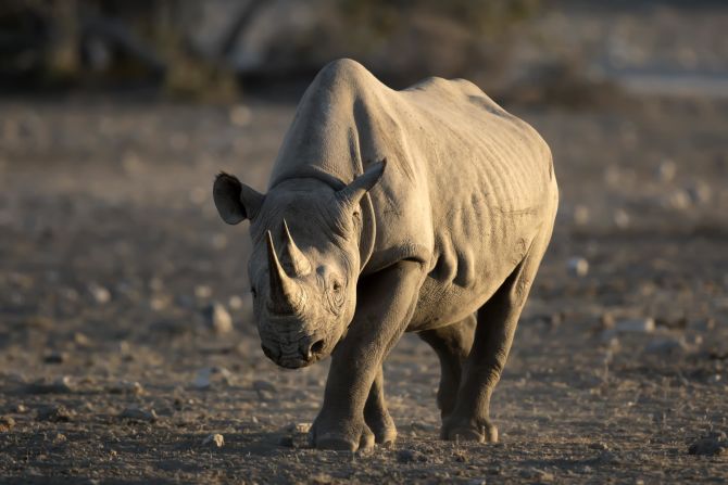 Once a common sight across the region, black rhino numbers have declined significantly in the past 50 years. They are <a href="https://www.iucnredlist.org/species/6557/152728945" target="_blank" target="_blank">critically endangered</a> although conservation efforts have led to a small increase in their numbers in recent years. Despite the two horns perched on its nose, the black rhino is a relatively docile creature and in addition to poaching, is vulnerable to attack by lions and hyenas.