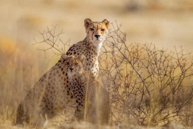 Competition for food is fierce in the Kalahari, and being at the top of the food chain doesn't make it any easier for cheetahs. A <a href="https://books.google.com.hk/books?id=Nj0lDwAAQBAJ&printsec=copyright&redir_esc=y#v=onepage&q&f=false" target="_blank" target="_blank">2017 study</a> found Kalahari cheetahs are lighter on average than cheetahs in other parts of Africa. Males feast mostly on young antelope, while female cheetahs opt for smaller mammals such as hare. Perhaps most surprisingly, the study found that they rarely consume water. Two female cheetahs, which were tracked for a month, were not seen drinking once.