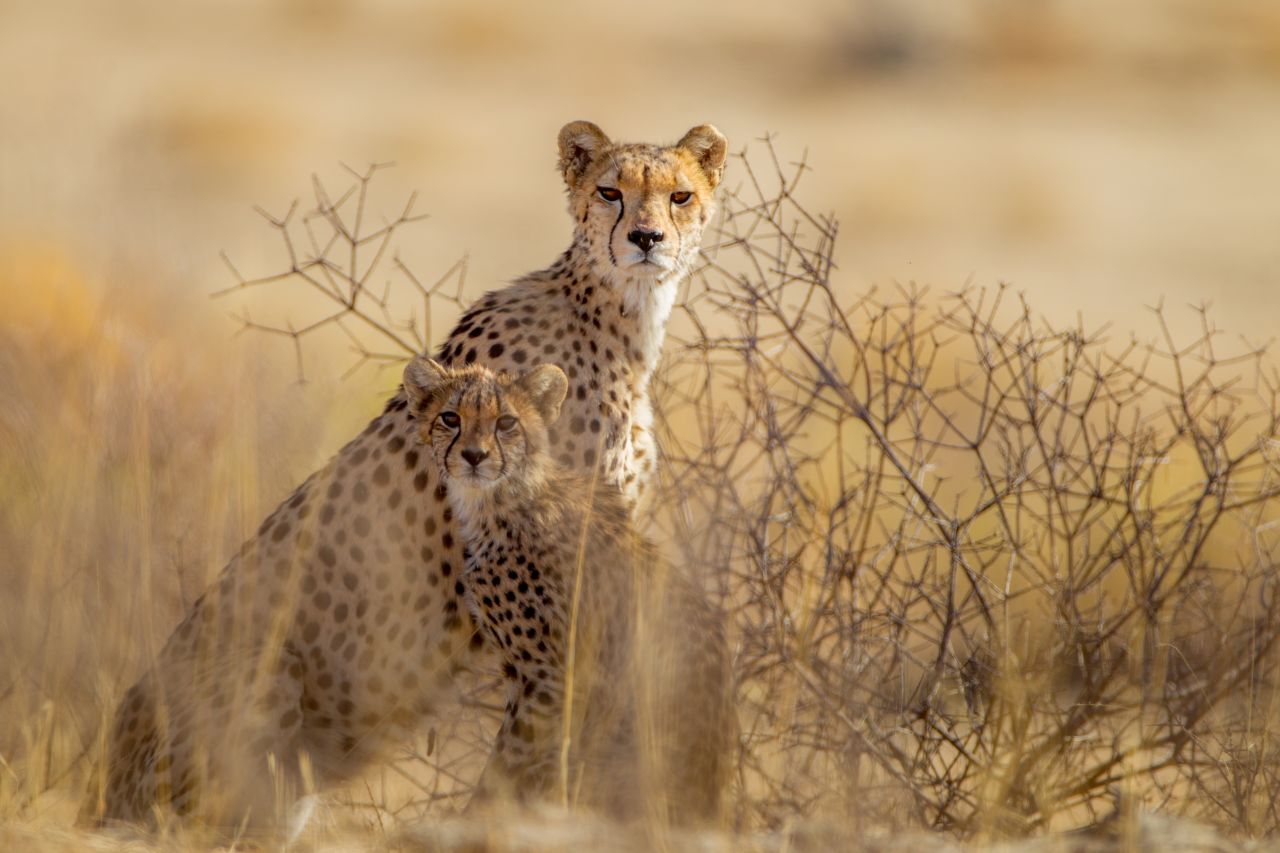 The Kalahari Desert is a harsh place to survive -- but it's bursting with life. | CNN The Kalahari Desert is a harsh place to survive -- but it's bursting with life. | CNN