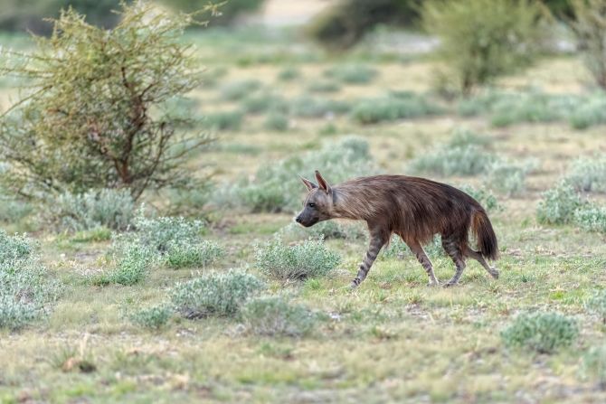 A carnivorous predator that lives and hunts in a large pack called a clan, the brown hyena does not migrate like many other desert animals, but settles in one place, from where it roams up to 38 kilometers (24 miles) each night to hunt. In recent years, their <a href="https://www.iucnredlist.org/species/10276/82344448" target="_blank" target="_blank">populations have declined</a> due to poaching, traps and hunting. 