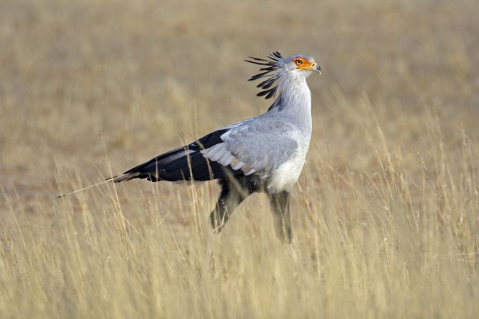 While their signature feather crown and slender legs give these birds a regal air, the secretary bird is more mobster than monarch. Hunting reptiles, amphibians and insects, it stomps larger prey to death before consuming them whole. Found largely in the northern part of the Kalahari near watering holes on open plains, the four-foot-tall birds can easily spot a potential meal. Uniquely for a bird of prey, <a href="https://ielc.libguides.com/sdzg/factsheets/secretarybird" target="_blank" target="_blank">they hunt only on the ground.</a>