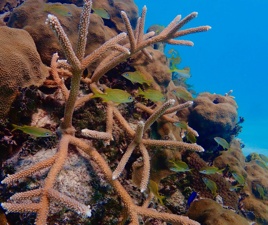 The "coral nursery" in the sculpture garden grows endangered Staghorn coral.
