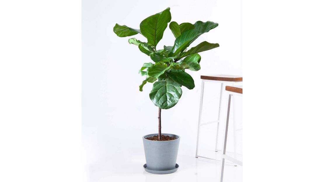 Fiddle Leaf Fig