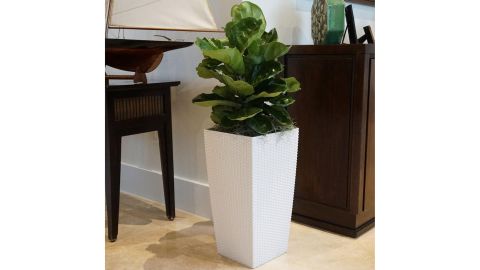 Ficus Lyrata Plant in 9.25 in. Grower Pot 