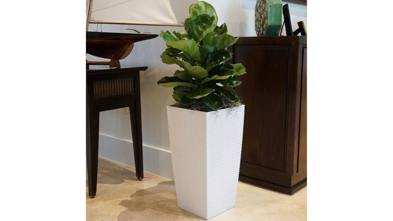 Ficus Lyrata Plant in 9.25 in. Grower Pot