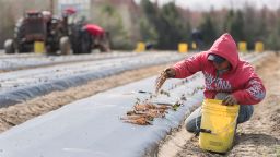 A temporary foreign worker from Mexico plants strawberries on a farm in Mirabel, Quebec, Wednesday, May 6, 2020, as the COVID-19 pandemic continues in Canada and around the world. (Graham Hughes/The Canadian Press via AP)