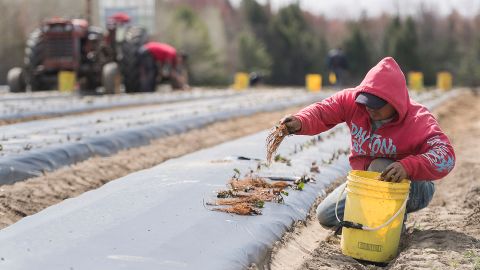 A temporary foreign worker from Mexico plants strawberries on a farm in Mirabel, Quebec in May as the COVID-19 pandemic continues in Canada and around the world.