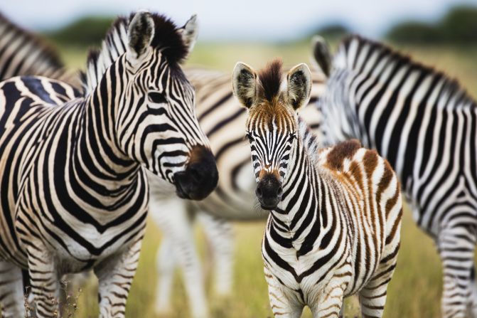 While the common saying is an elephant never forgets, research suggests it's zebras that have a super memory. A <a href="https://www.cambridge.org/core/journals/oryx/article/will-reconnecting-ecosystems-allow-longdistance-mammal-migrations-to-resume-a-case-study-of-a-zebra-equus-burchelli-migration-in-botswana/6AB4B216E2B4CCC49F7CD3B990354DC1/core-reader" target="_blank" target="_blank">2011 study</a> examined the migration patterns of zebras, and found that after fences were removed, herds resumed a migration route in the northern part of the Kalahari Basin, which hadn't been trekked in 50 years. <br />A <a href="https://www.cambridge.org/core/journals/oryx/article/newly-discovered-wildlife-migration-in-namibia-and-botswana-is-the-longest-in-africa/2E54A55B5EB63E70E4FE918CDD904704/core-reader" target="_blank" target="_blank">2016 study</a> tracked a different herd which migrates between the Chobe River and the Nxai Pan, in northern Botswana. The zebras make a round journey of 955 kilometers (593 miles) despite the fact that there are similar plains in closer proximity, suggesting to researchers a genetic or cultural reason for returning to this particular location.