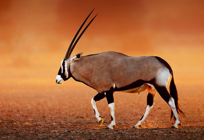 The Kalahari Desert spans the borders of Botswana, Namibia and South Africa. During the summer, temperatures soar to 40°C (104°F) but in winter, it can drop below freezing. Despite the harsh conditions, many animals have adapted to live there.<br />To survive in the Kalahari, the gemsbok -- a large antelope -- digs for water-storing plants and roots. It minimizes energy expenditure by slowing its metabolism and breathing, while special blood vessels in the brain act as a cooling mechanism.